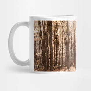 Autumn deep in forest scene on a trail in New England countryside, USA. Mug